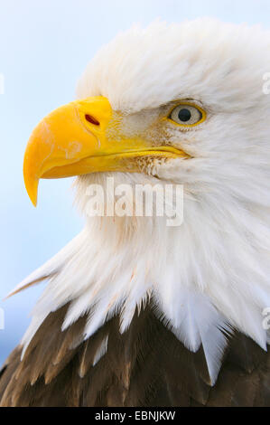 American Bald Eagle (Haliaeetus leucocephalus), portrait, USA, Alaska Banque D'Images