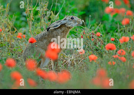 Lièvre européen, lièvre Brun (Lepus europaeus), en champ de pavot à opium, se nourrissant de fruits, Hongrie Banque D'Images