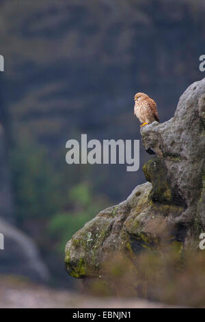 Kestrel Kestrel eurasien, l'Ancien Monde, faucon crécerelle, faucon crécerelle (Falco tinnunculus), sur un rocher dans son habitat, Allemagne Banque D'Images