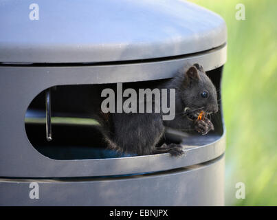 L'écureuil roux européen eurasien, l'écureuil roux (Sciurus vulgaris), melanistic animal ditting dans une poubelle et de manger un fruit des bonbons , Allemagne, Bade-Wurtemberg Banque D'Images