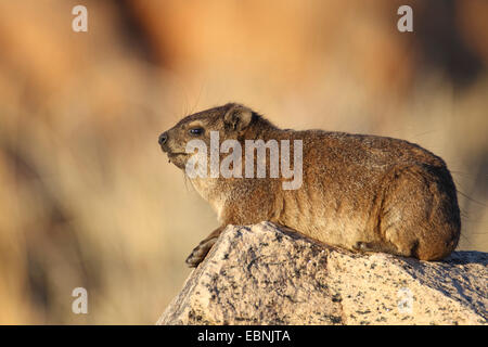 Rock, Rock Hyrax commun dassie (Procavia capensis), est assis sur un rocher dans le soleil du soir, Afrique du Sud, Parc National d'Augrabies Falls Banque D'Images