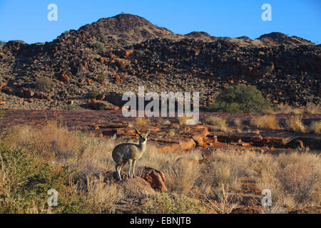 Klippspringer (Oreotragus oreotragus), l'homme se dresse sur un rocher dans les montagnes, Afrique du Sud, Parc National d'Augrabies Falls Banque D'Images