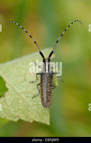 Thistle longicorne asiatique, télévision à visages longhorn, longicorne Chardon, Golden-Gris fleuri Longhorn (Agapanthia villosoviridescens), sur une feuille, Allemagne Banque D'Images