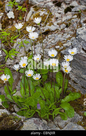 Star Daisy, Daisy, Daisy étoiles étoiles Aster (Aster bellidiastrum Bellidiastrum michelii,), la floraison, Allemagne Banque D'Images