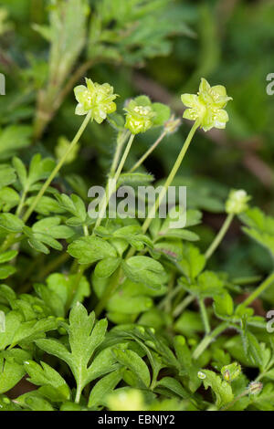 Moschatel, cinq face à Bishop, Hollowroot Muskroot, Mairie, Hôtel de Ville, horloge, horloge (Adoxa moschatellina crowfoot tubéreux), blooming, Allemagne Banque D'Images