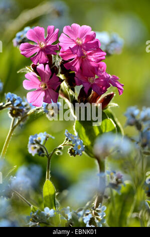 Red (Silene dioica), avec forest forget-me-not in frontlighting Banque D'Images