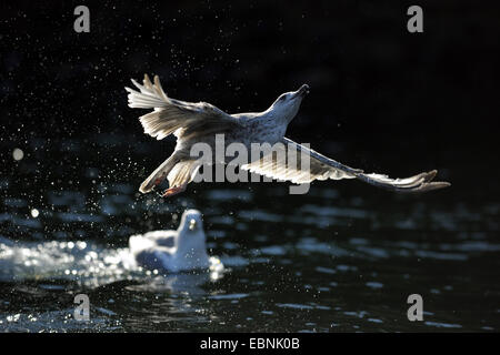 Goéland argenté (Larus argentatus), de s'envoler en contre-jour, la Norvège Banque D'Images