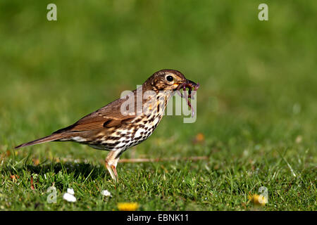 Grive musicienne (Turdus philomelos), Comité permanent sur l'herbe et The Grange a terre dans le projet de loi , Pays-Bas, Frise Banque D'Images