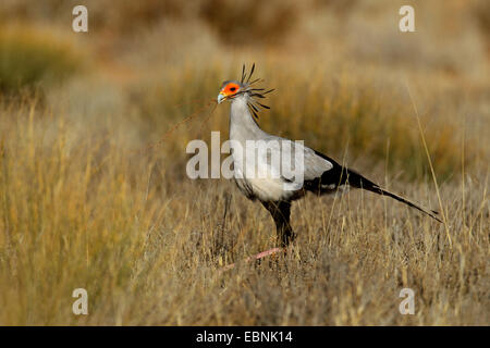 Oiseau secrétaire, Sagittaire (Sagittarius serpentarius serpentarius), la marche à travers la prairie et à la recherche de matériel de nidification , Afrique du Sud, Kgalagadi Transfrontier National Park Banque D'Images