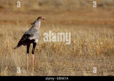 Oiseau secrétaire, Sagittaire (Sagittarius serpentarius serpentarius), debout sur le terrain, Afrique du Sud, Kgalagadi Transfrontier National Park Banque D'Images