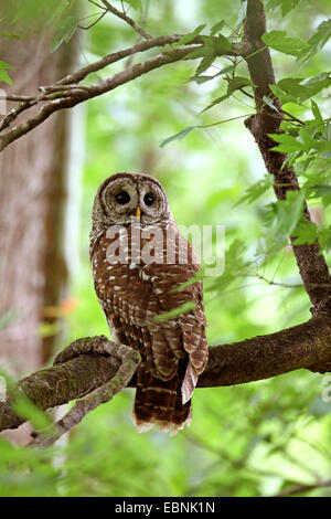 La Chouette rayée (Strix varia), assis dans un arbre , USA, Floride, Corkscrew Swamp Banque D'Images