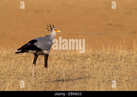 Oiseau secrétaire, Sagittaire (Sagittarius serpentarius serpentarius), debout sur le terrain, Afrique du Sud, Kgalagadi Transfrontier National Park Banque D'Images