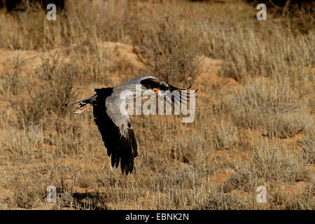 Oiseau secrétaire, Sagittaire (Sagittarius serpentarius serpentarius), battant au nid avec matériel de nidification dans le projet de loi, Afrique du Sud, Kgalagadi Transfrontier National Park Banque D'Images