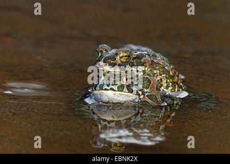 Crapaud vert (Bufo bigarré, viridis), homme de fer la femelle dans l'eau peu profonde, la Bulgarie Banque D'Images