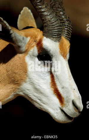 Springbuck, springbok (Antidorcas marsupialis), portrait d'un homme, l'Afrique du Sud, Kgalagadi Transfrontier National Park Banque D'Images