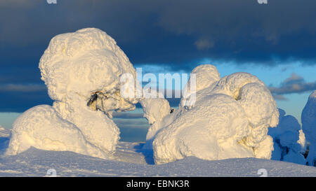 Sapins couverts de neige à une tempête hivernale dans la région de Kuusamo, Finlande, Kuusamo Banque D'Images