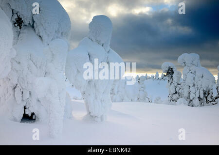 Sapins couverts de neige à une tempête hivernale dans la région de Kuusamo, Finlande, Kuusamo Banque D'Images