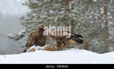 L'aigle royal (Aquila chrysaetos), paire de reproduction à l'appât dans les fortes chutes de neige, la Finlande, Kuusamo, Parc National d'Oulanka Banque D'Images