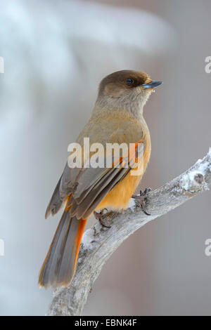 (Perisoreus infaustus de Sibérie), sur une branche, la Finlande, Kuusamo, Parc National d'Oulanka Banque D'Images