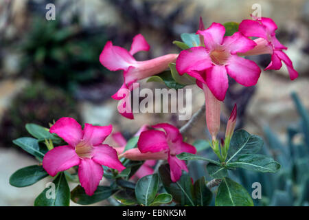 Rose du désert (Adenium obesum), blooming Banque D'Images