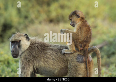 Babouin jaune, Savannah, babouin babouin olive anubius, le babouin (Papio cynocephalus Papio Anubis Anubis), la mère et le bébé babouin, Kenya, Samburu National Reserve Banque D'Images