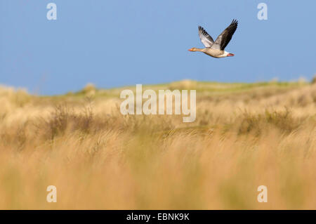 Oie cendrée (Anser anser), en vol sur les dunes de Texel, Pays-Bas, Pays-Bas, Texel Banque D'Images