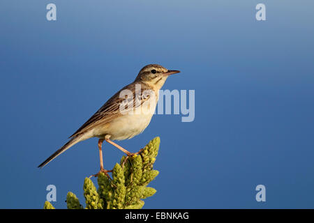 Tawny pitpit (Anthus campestris), assis sur une molène, Bulgarie, Kap Kaliakra Banque D'Images