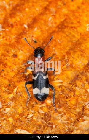 Coléoptère, ant'Clerid à ventre rouge (Thanasimus formicarius), vue de dessus, Allemagne Banque D'Images