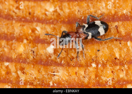 Coléoptère, ant'Clerid à ventre rouge (Thanasimus formicarius), vue de dessus, Allemagne Banque D'Images