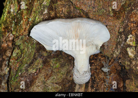 L'huître (Pleurotus dryinus voilée), organe de fructification à un tronc d'arbre, Allemagne Banque D'Images