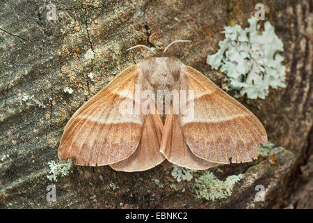 Fox Moth (Macrothylacia rubi), Femme, Allemagne Banque D'Images