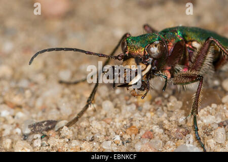 Green tiger beetle (Cicindela campestris), à l'ant pris dans la bouche, Allemagne Banque D'Images