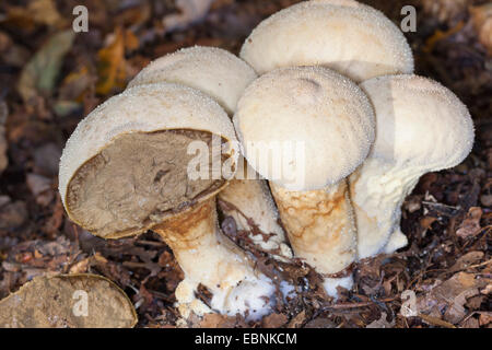 Vesse-de-commune, Warted puffball, Gem-vesse-cloutés, Devil's snuff-box (Lycoperdon perlatum, Lycoperdon gemmatum), cinq organes de fructification l'un d'entre eux de moitié, Allemagne Banque D'Images