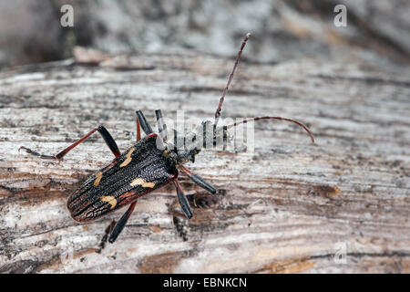 Deux bandes de longicorne asiatique, deux longicorne bagués (Rhagium bifasciatum), sur bois mort, Allemagne Banque D'Images