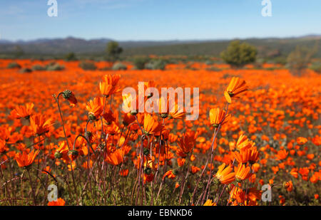 Daisy Namaqualand, Cape marigold (Dimorphotheca sinuata), la population de grande surface de la floraison de marguerites Namaqualand, Afrique du Sud, le Parc National Namaqua Banque D'Images