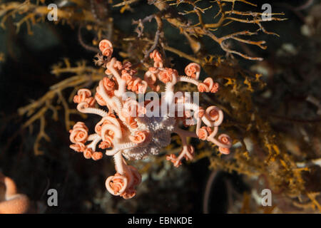 Tête de Méduse, Gorgone, star's head, panier star (Gorgonocephalus caputmedusae, Gorgonocephalus caput-medusae, Gorgonocephalus medusae habitant Asterias, caput-medusae, Gorgonocephalus scutatum), vue d'en haut Banque D'Images