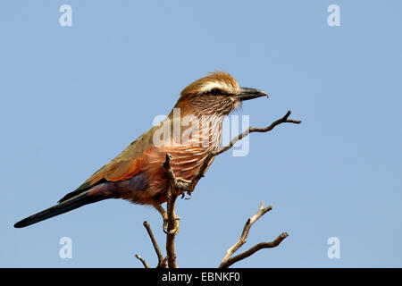 Bruant à couronne pourpre, Rouleau rouleau (Coracias naevia), assis sur un arbre mort, Afrique du Sud, Kgalagadi Transfrontier National Park Banque D'Images