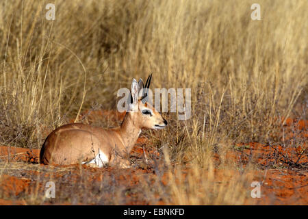 Steenbok (Raphicerus campestris), homme assis sur le sol sableux dans la prairie, Afrique du Sud, Kgalagadi Transfrontier National Park Banque D'Images