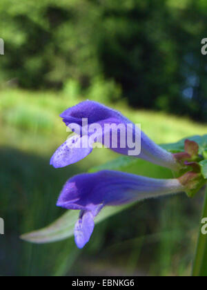 Scutellaire commune, marsh calotte, calotte, scutellaire (Scutellaria galericulata à capuchon), fleurs, Allemagne Banque D'Images