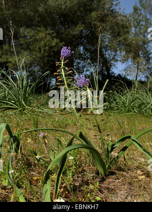 Jacinthe Muscari comosum (plume), la floraison, l'Espagne, Baléares, Majorque Banque D'Images