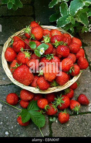 Fraise, fraise jardin hybride (Fragaria x ananassa, Fragaria ananassa), les fraises dans un panier Banque D'Images