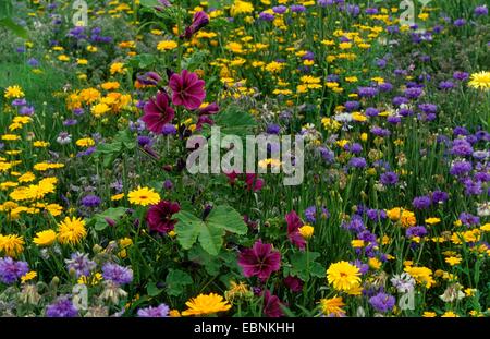 Holly Hock, rose trémière (Alcea rosea, Althaea rosea), pré des fleurs dans un jardin dans suommer, Allemagne Banque D'Images