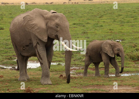 L'éléphant africain (Loxodonta africana), Femme avec pub, Kenya, Amboseli National Park Banque D'Images