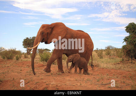 L'éléphant africain (Loxodonta africana), femme avec bébé éléphant, le Kenya, l'Est de Tsavo National Park Banque D'Images