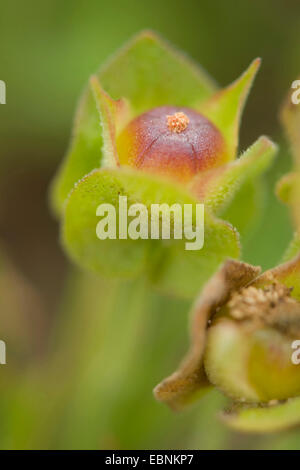 Sageleaf rock rose, à feuilles de sauge (Cistus salviifolius rock rose), les jeunes fruits Banque D'Images