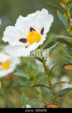 La gomme à mâcher, de ciste ciste (Cistus ladanifer), fleur, Portugal Banque D'Images