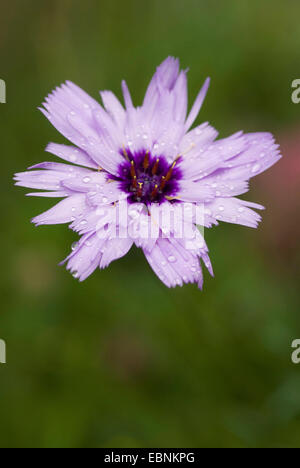 Cupid's dart (Catananche caerulea), inflorescence Banque D'Images