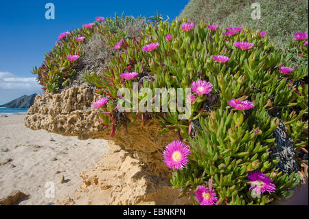 Freeway iceplant, Hottentots Carpobrotus edulis (fig), qui fleurit sur une plage de sable fin dans la zone méditerranéenne Banque D'Images