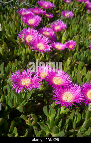 Freeway iceplant, Hottentots Carpobrotus edulis (fig), blooming Banque D'Images