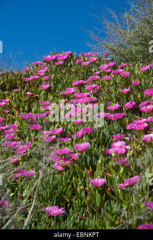 Freeway iceplant, Hottentots Carpobrotus edulis (fig), blooming Banque D'Images
